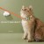 自動猫面白い首輪レーザーポインター赤外線猫のおもちゃ